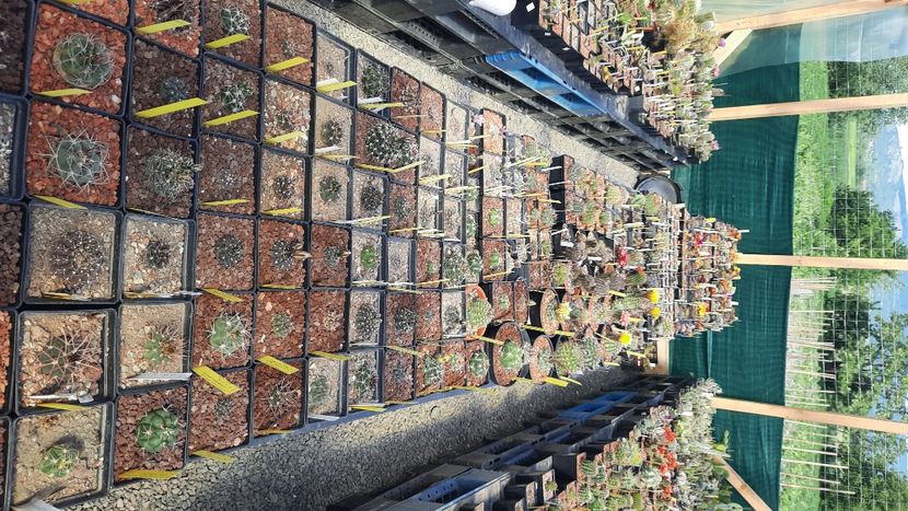  - Cactusi infloriti 2021