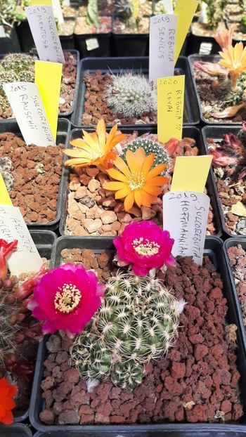 IMG-20210610-WA0039 - Cactusi infloriti 2021