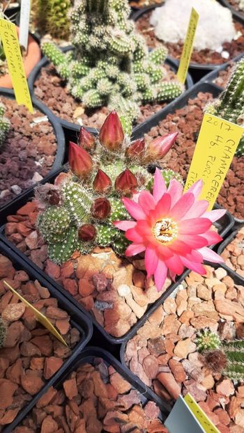 IMG-20210610-WA0033 - Cactusi infloriti 2021