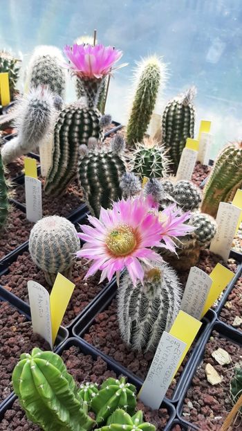 IMG-20210610-WA0025 - Cactusi infloriti 2021