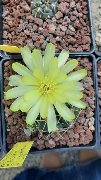 IMG-20210609-WA0050 - Cactusi infloriti 2021