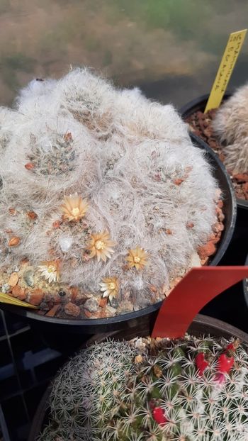IMG-20210609-WA0051 - Cactusi infloriti 2021