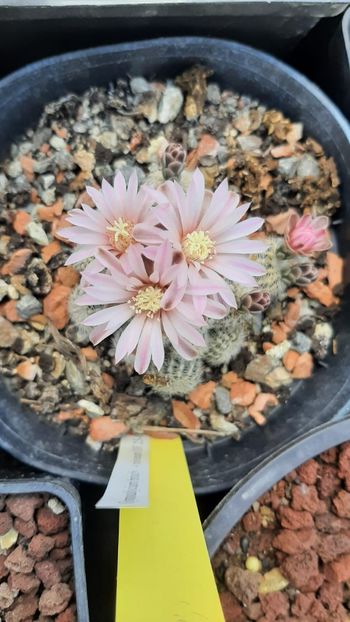 IMG-20210609-WA0046 - Cactusi infloriti 2021