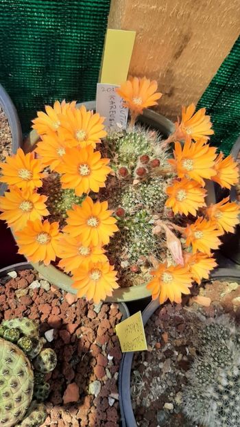 IMG-20210609-WA0043 - Cactusi infloriti 2021