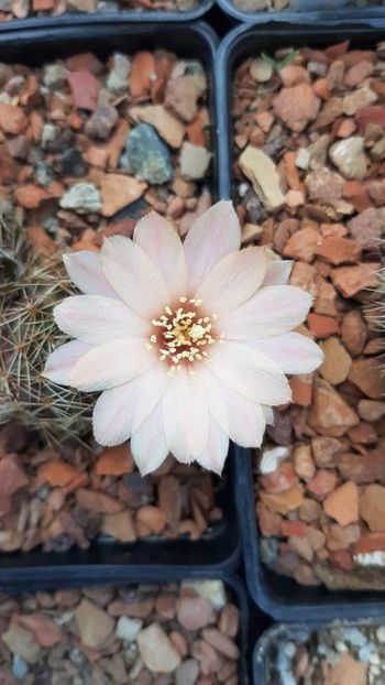 IMG-20210609-WA0038 - Cactusi infloriti 2021