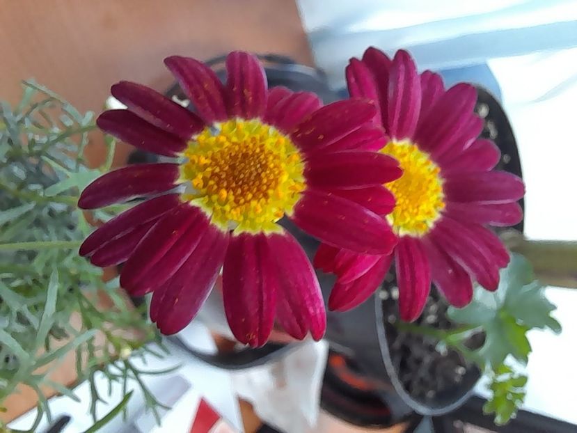  - Argyranthemum frutescens Come Red