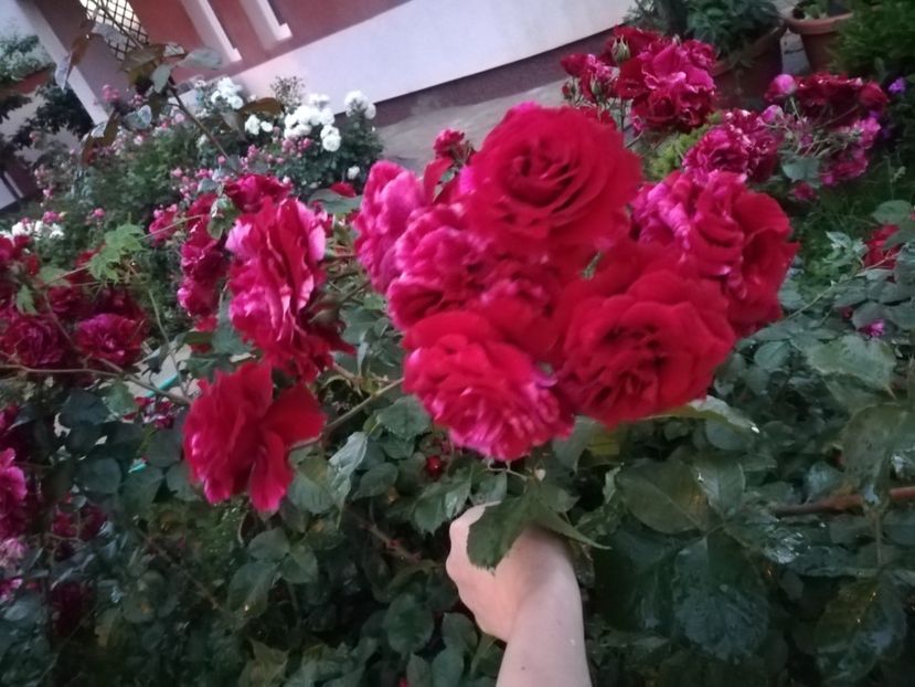  - Gradina iunie 2021