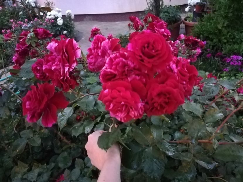  - Gradina iunie 2021