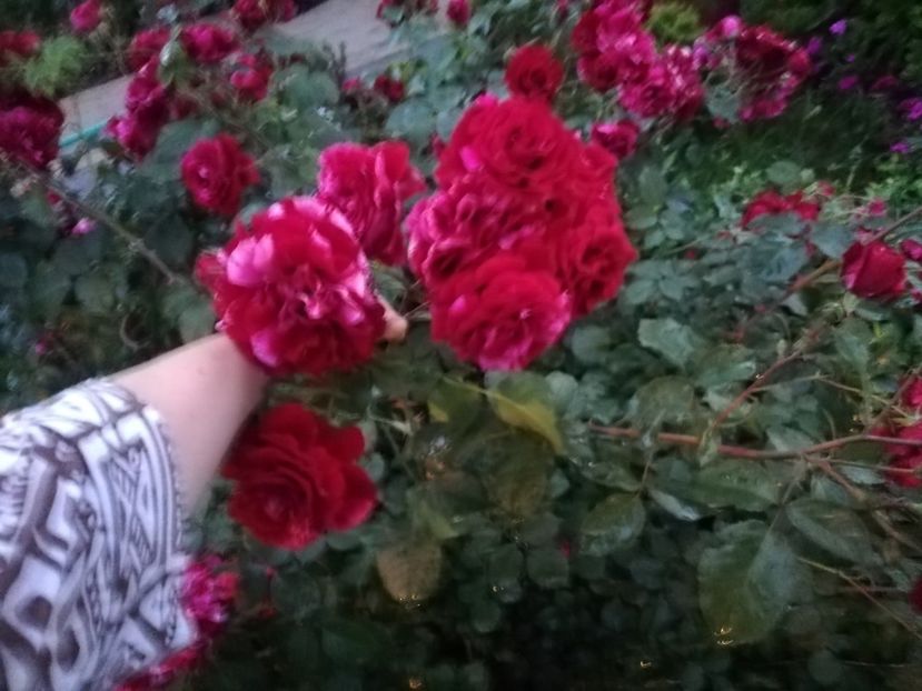  - Gradina iunie 2021