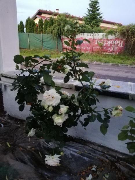  - Gradina iunie 2021