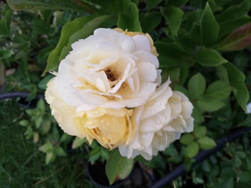  - Gradina iunie 2021