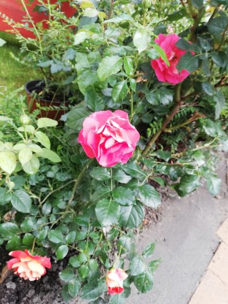  - Gradina iunie 2021