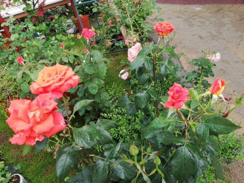  - Gradina iunie 2021