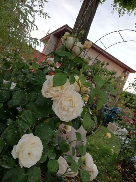  - Gradina iunie 2021