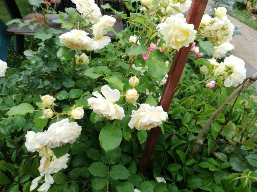  - Gradina iunie 2021