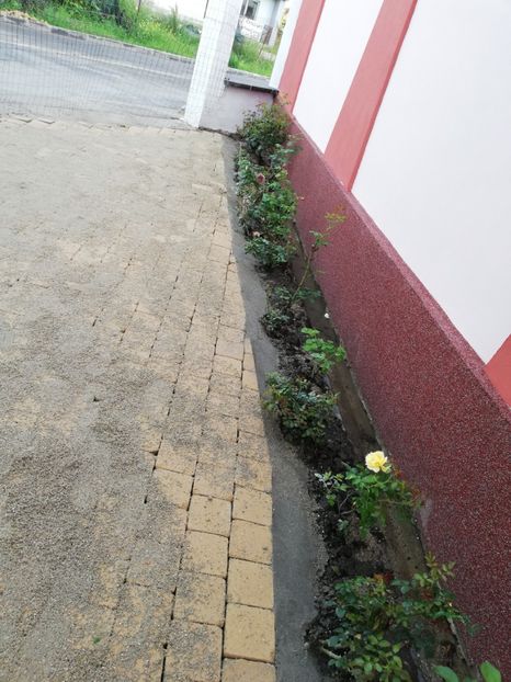  - Gradina iunie 2021