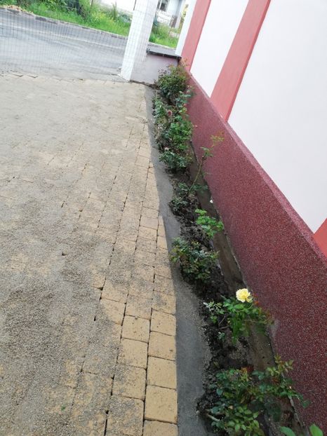  - Gradina iunie 2021