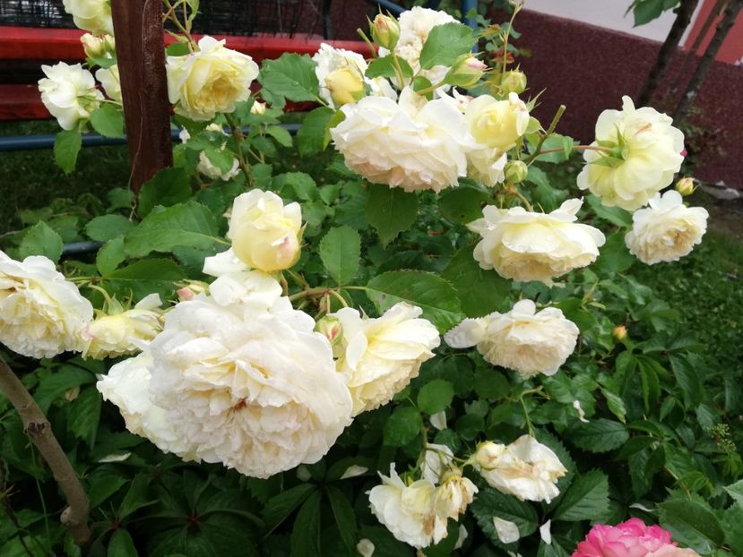  - Gradina iunie 2021