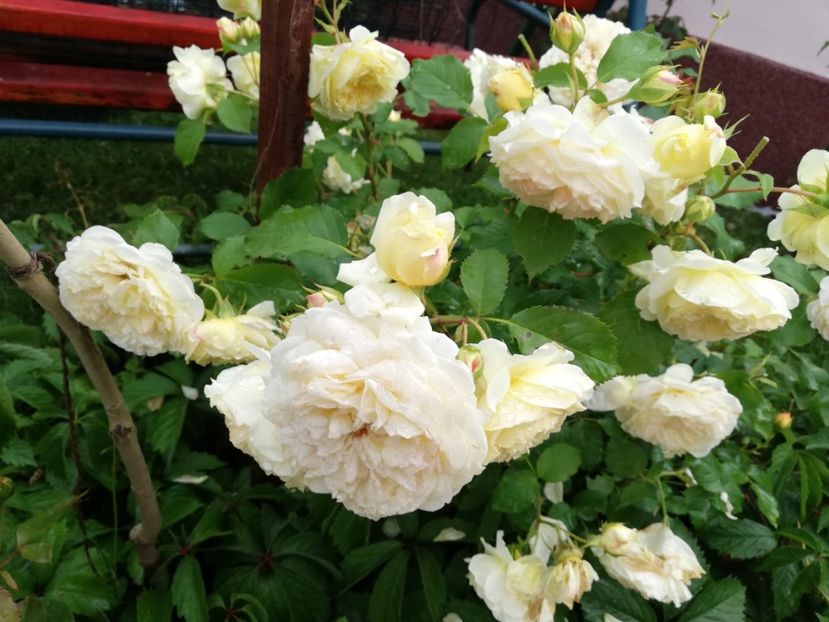  - Gradina iunie 2021