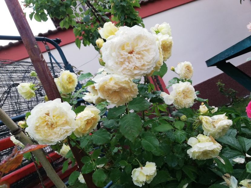  - Gradina iunie 2021