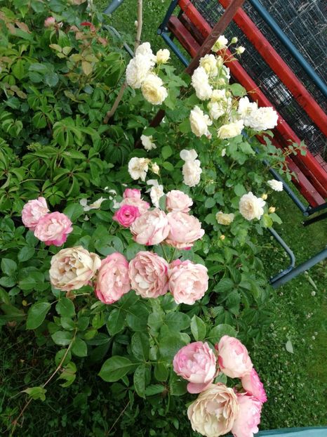  - Gradina iunie 2021