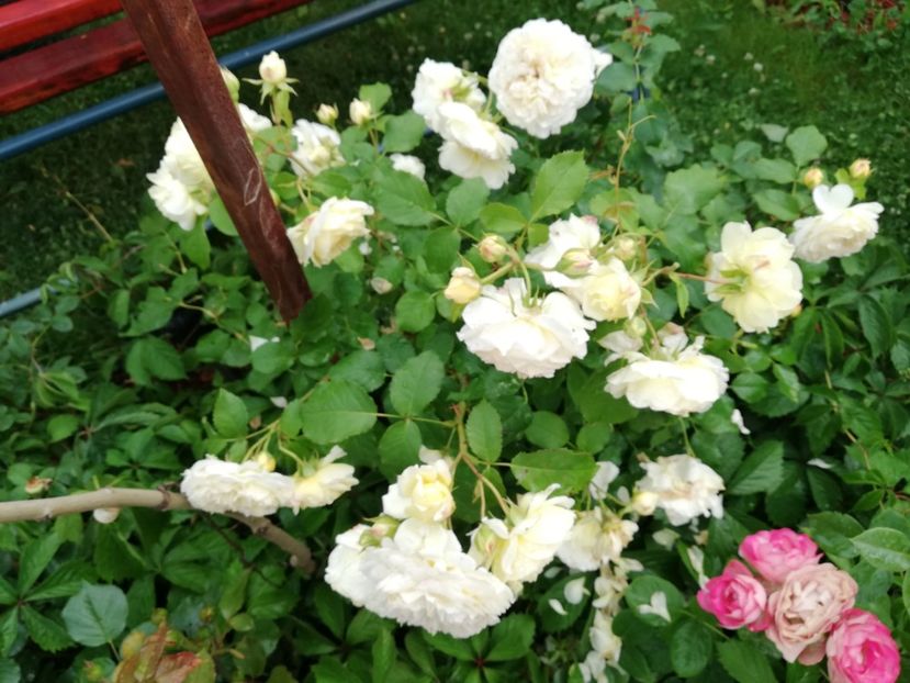  - Gradina iunie 2021