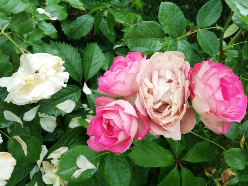  - Gradina iunie 2021