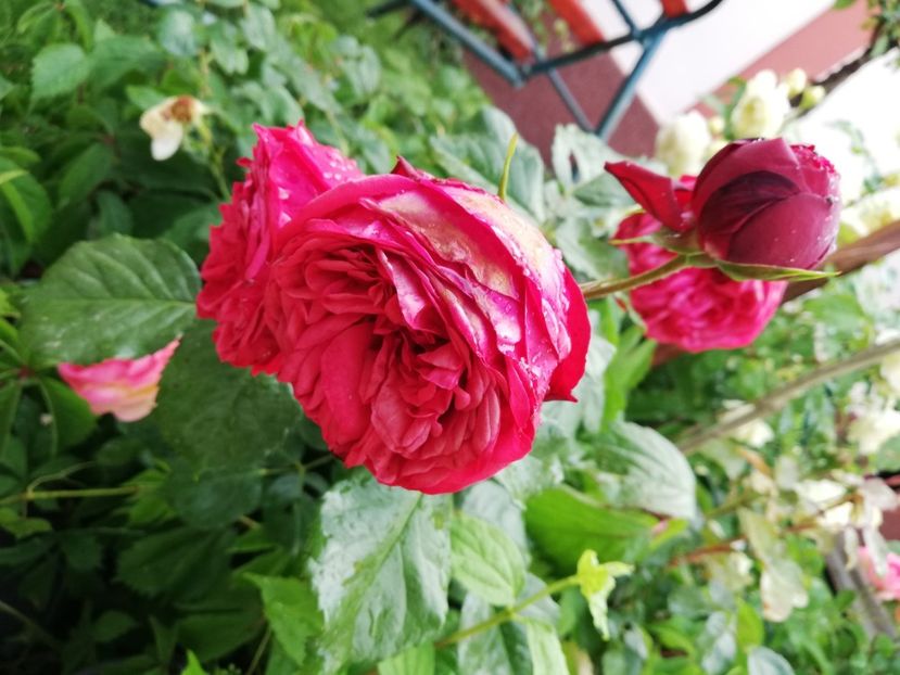  - Gradina iunie 2021