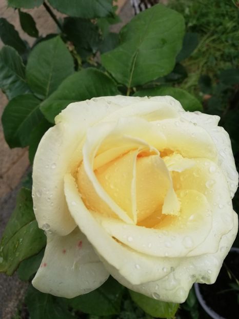  - Gradina iunie 2021