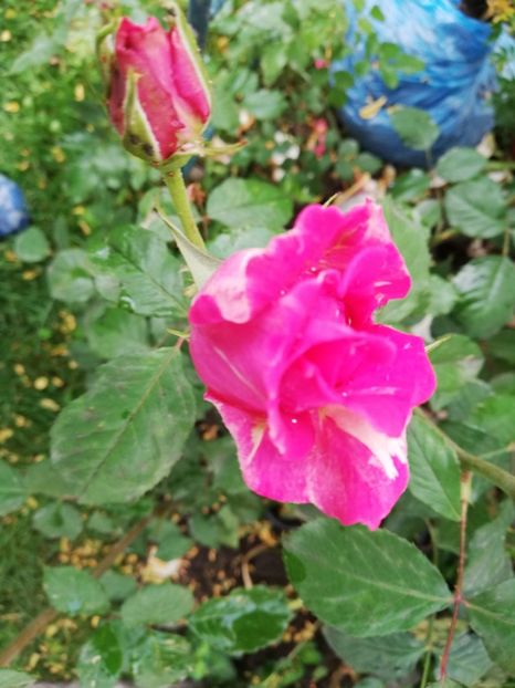  - Gradina iunie 2021