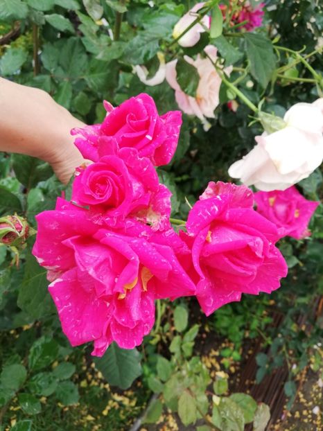  - Gradina iunie 2021