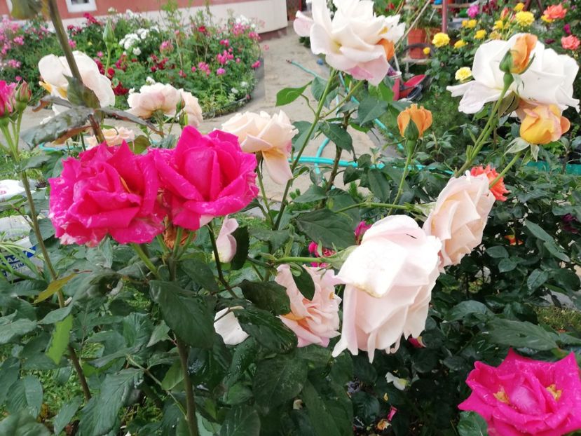  - Gradina iunie 2021