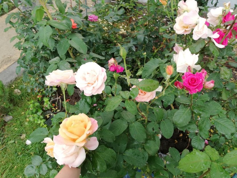  - Gradina iunie 2021