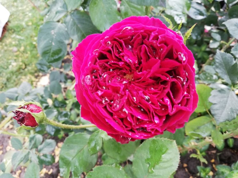  - Gradina iunie 2021