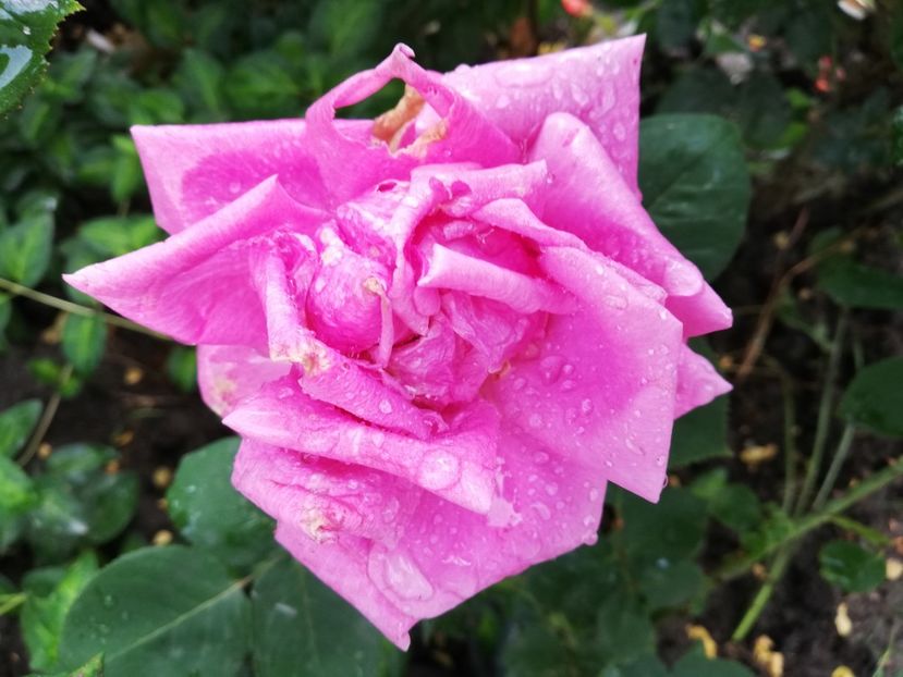  - Gradina iunie 2021