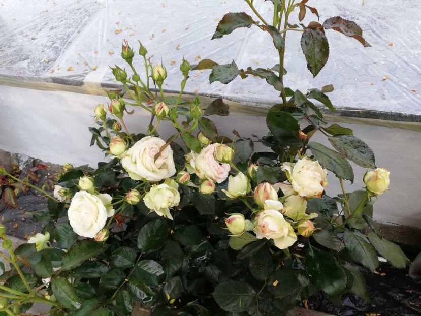  - Gradina iunie 2021