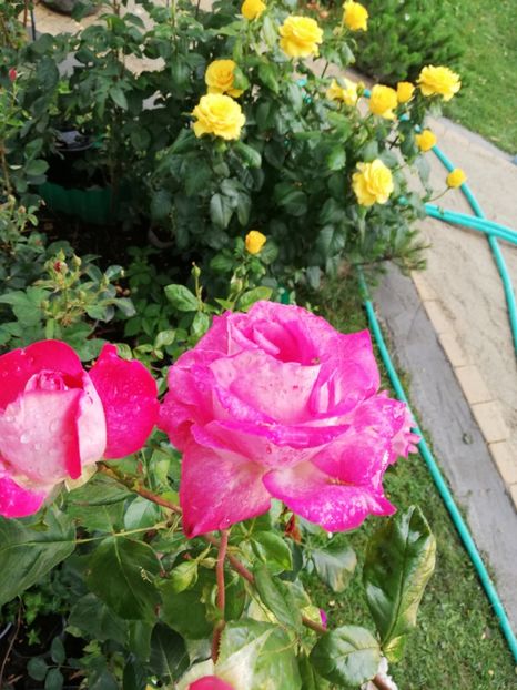  - Gradina iunie 2021