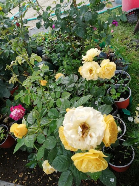  - Gradina iunie 2021