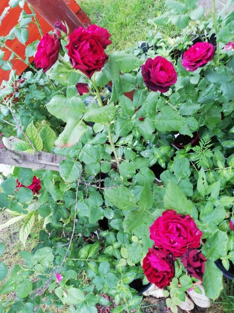  - Gradina iunie 2021