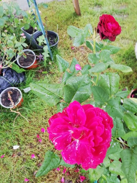  - Gradina iunie 2021