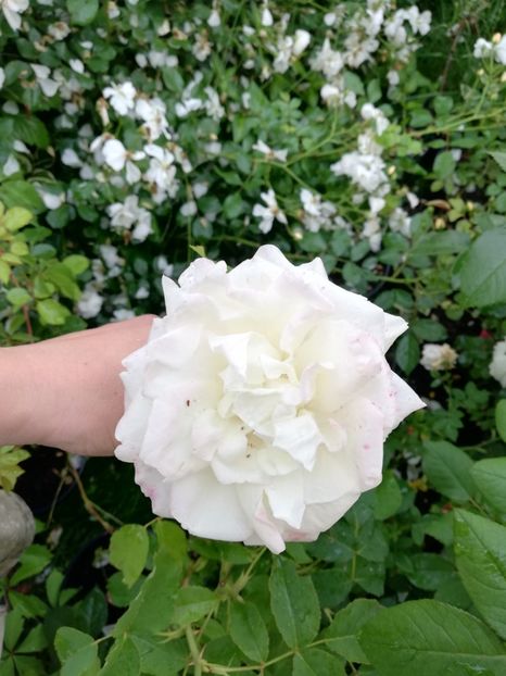  - Gradina iunie 2021