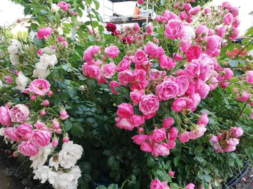  - Gradina iunie 2021