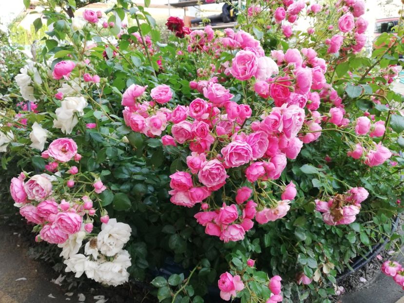  - Gradina iunie 2021