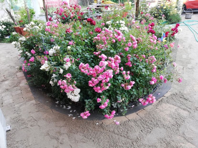  - Gradina iunie 2021