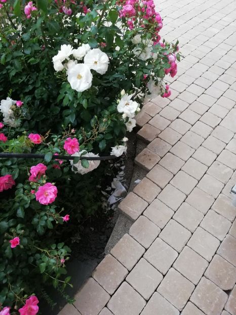  - Gradina iunie 2021