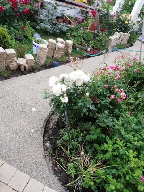  - Gradina iunie 2021