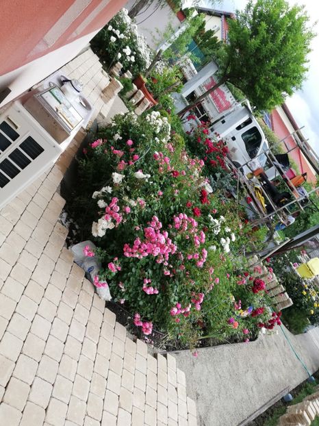  - Gradina iunie 2021