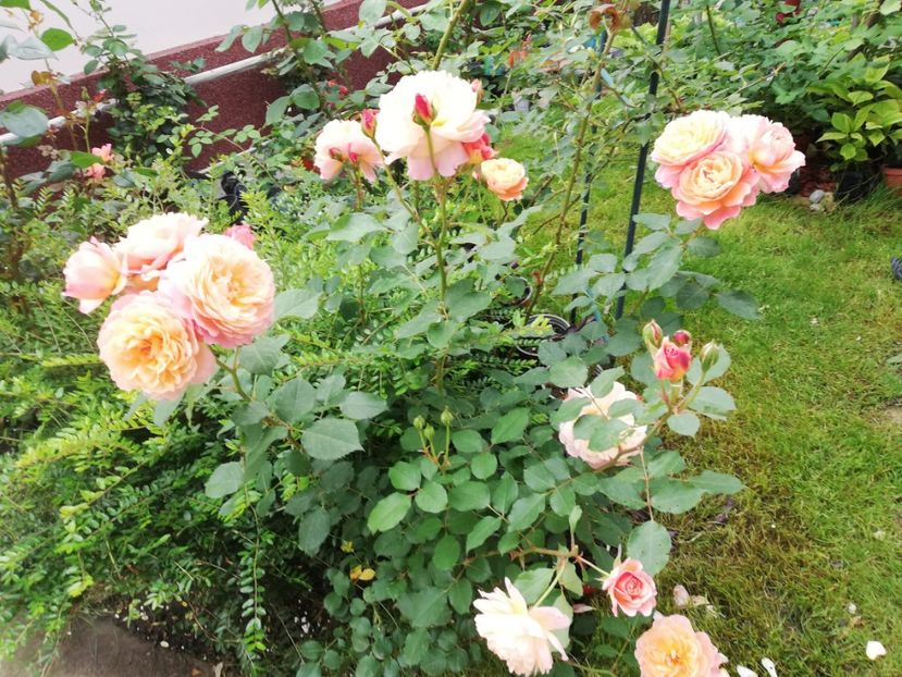  - Gradina iunie 2021