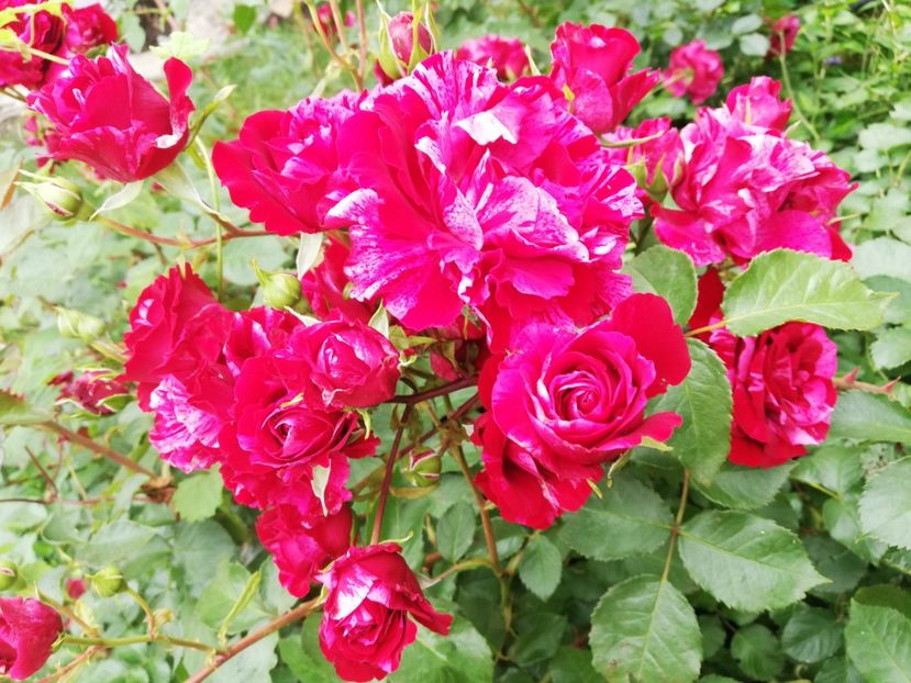  - Gradina iunie 2021