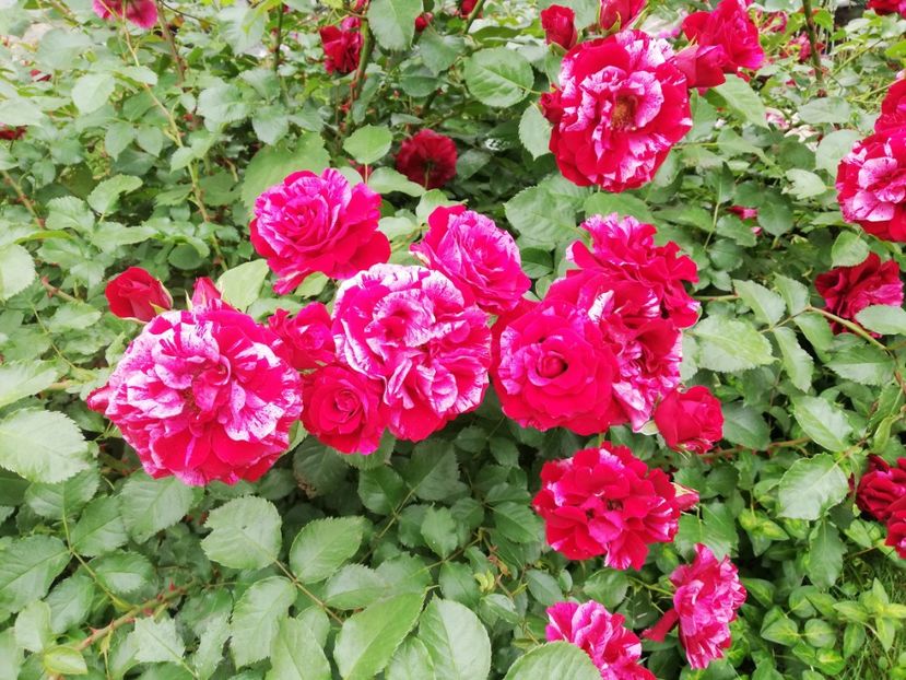  - Gradina iunie 2021